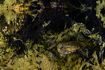 Freshwater crab (Potamon fluviatile) feeding on newly hatched Common toad (Bufo bufo) tadpoles at night, Tolfa, Rome, Italy.