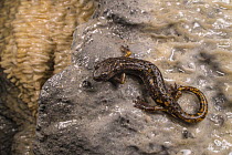 Strinati's cave salamander (Speleomantes strinatii) resting on mineral deposits in cave, San Bartolomeo di Savignone, Italy.