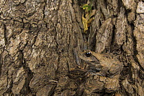 Grey foam-nest tree frog (Chiromantis xerampelina) sat on tree trunk, South Luangwa National Park, Zambia.