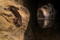 Brown cave salamander (Speleomantes genei) resting on rock and looking down into water in cave, Sardinia, Italy.