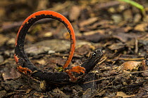 Northern spectacled salamander (Salamandrina perspicillata) displaying unkenreflex in response to threat, Savignone, Italy.