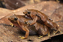 Bornean narrow-mouthed frog (Microhyla malang) pair in amplexus whilst sitting on leaflitter, Kubah National Park, Sarawak, Borneo.
