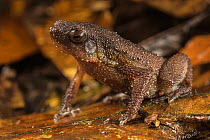 Borneo grainy frog (Kalophrynus heterochirus) sitting in leaflitter, Kubah National Park, Sarawak, Borneo.