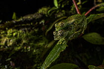 White-spotted cochran frog (Sachatamia albomaculata) pair in amplexus whilst sitting on leaf, Panama.