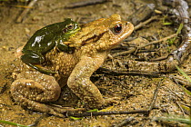 Mediterranean tree frog (Hyla meridionalis) male mistakenly grasping Common toad (Bufo bufo) male in amplexus, Italy.