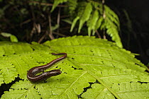 Maritime worm salamander (Oedipina maritima) resting on leaf, Escudo de Veraguas Island, Panama. Endemic species of lungless salamander.