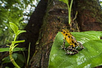 Strawberry poison-dart frog (Oophaga pumilio) sitting on leaf, Panama.