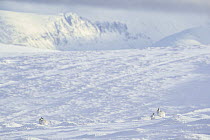 Three Mountain hares (Lepus timidus) in winter coat, sitting on snow field high in the mountains, Cairngorms National Park, Scotland, UK. January.