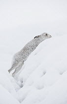 Mountain hare (Lepus timidus) in winter coat, climbing out of a snow-covered ditch high in mountains, Cairngorms National Park, Scotland, UK. February.