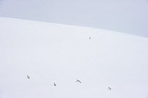 Five Mountain hares (Lepus timidus) on a snow slope high in the mountains, Cairngorms National Park, Scotland, UK. February.