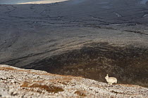 Mountain hare (Lepus timidus) in winter coat, running over mountaintop, Cairngorms National Park, Scotland, UK. January.