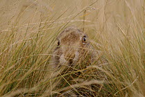 Mountain hare (Lepus timidus) sub-adult, hiding among long grass, Peak District National Park, England, UK. August.