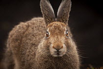 Mountain hare (Lepus timidus) sub-adult, portrait, Peak District National Park, England, UK. August.