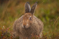 Mountain hare (Lepus timidus) sub-adult, portrait, Peak District National Park, England, UK. August.