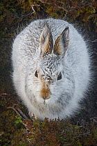 Mountain hare (Lepus timidus) portrait, Cairngorms National Park, Scotland, UK. January.