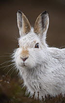 Mountain hare (Lepus timidus) portrait, Cairngorms National Park, Scotland, UK. January.