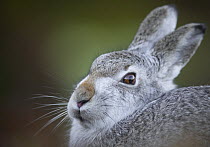 Mountain hare (Lepus timidus) head portrait, Cairngorms National Park, Scotland, UK. January.