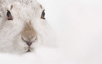 Mountain hare (Lepus timidus) in winter coat, head portrait, Cairngorms National Park, Scotland, UK. January.