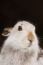 Mountain hare (Lepus timidus) in winter coat, head portrait, Monadhliath mountains, Scotland, UK. January.