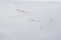 Group of Mountain hares (Lepus timidus) males, following a female, likely in oestrus, across an ice field high in the mountains, Cairngorms National Park, Scotland, UK. March.