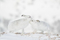 RF - Mountain hares (Lepus timidus) pair in winter coat, nuzzling, Cairngorms National Park, Scotland, UK. February. (This image may be licensed either as rights managed or royalty free.)