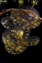 Oita salamander (Hynobius dunni) spawn with developing efts, captive.