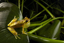 Hourglass tree frog (Dendropsophus ebraccatus) sitting on leaf and calling, Veragua rainforest, Costa Rica.