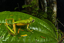 Lemur leaf frog (Agalychnis lemur) resting on leaf and looking around, Veragua rainforest, Costa Rica.