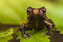 Frog (Pristimantis sp.) sitting on leaf and looking forward, Kosnipata Valley, Peru.