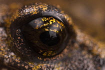 Close-up of Strinati's cave salamander's (Speleomantes strinatii) eye, San Bartolomeo di Savignone, Italy