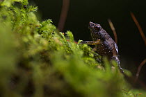 Gardiner's frog (Sechellophryne gardineri) climbing through moss, Mah Island, Seychelles.