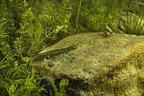 Smooth newt (Lissotriton vulgaris meridionalis) male resting on algae covered rock in pond, Tolfa, Rome, Italy