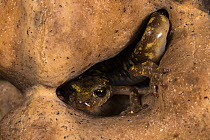 Imperial cave salamander (Speleomantes imperialis) hiding in hole in rock, Sarrabus, Sardinia, Italy.