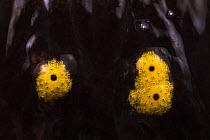 Close-up of spots on skin of Fire salamander (Salamandra salamandra), Aveto Regional Park, Italy.