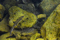 Smooth newt (Lissotriton vulgaris meridionalis) male swimming in pool, Rome, Italy.