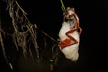 Panther flying frog (Rhacophorus pardalis)  female depositing eggs in nest made of protein rich mucus hanging from leaf, Kubah National Park, Sarawak, Borneo.