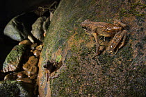 Long fingered slender toad (Ansonia longidigita) male calling from top of rock as female below approaches, Kubah National Park, Sarawak, Borneo.