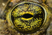 Close-up of Balearic green toad (Bufotes balearicus) male's eye, Rome, Italy.