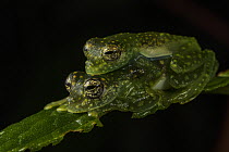 White-spotted cochran frog (Sachatamia albomaculata) pair in amplexus whilst sitting on leaf, Panama.