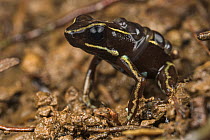 Lovely poison-arrow frog (Phyllobates lugubris) sitting on mud with tadpoles on back, Escudo de Veraguas island, Panama.