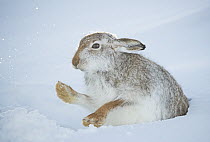 Mountain hare (Lepus timidus) shaking the snow off its paws at entrance to snowhole high in the mountains, Cairngorms National Park, Scotland, UK. January.