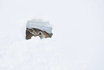 Mountain hare (Lepus timidus) resting in snow hole, Cairngorms National Park, Scotland, UK. January.