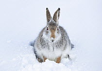 Mountain hare (Lepus timidus) peering out from entrance to snow hole, Cairngorms National Park, Scotland, UK. January.