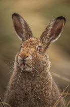 Mountain hare (Lepus timidus) sub-adult in summer coat, portrait, Peak District National Park, England, UK. August.