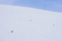 Three Mountain hares (Lepus timidus) on a snow slope high in the mountains, one on left transitioning to summer coat, Cairngorms National Park, Scotland, UK. February.