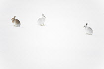 Three Mountain hares (Lepus timidus) on a snow slope high in the mountains, two on the right in winter coat, one on the left  transitioning to summer coat, Cairngorms National Park, Scotland, UK. Janu...