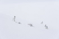 Three Mountain hares (Lepus timidus) on a snow slope high in the mountains in a blizzard. The one at left is in full white winter coat, the other two are transitioning to brown summer coats. Cairngorm...