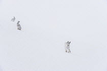 Three Mountain hares (Lepus timidus) on a snow slope high in the mountains in a blizzard. The one running at right is in full white winter coat, the other two are transitioning to brown summer coats....