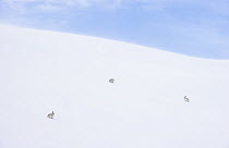 Three Mountain hares (Lepus timidus) in winter coat, sitting on vast ice field high in the mountains, Cairngorms National Park, Scotland, UK. February.
