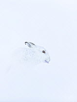 Mountain hare (Lepus timidus) in winter coat, sitting in snow, poking tongue out while grooming, Cairngorms National Park, Scotland, UK. February.